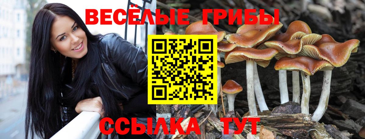 Псилоцибиновые грибы Cubensis  Вход с VPN  Кропоткин 